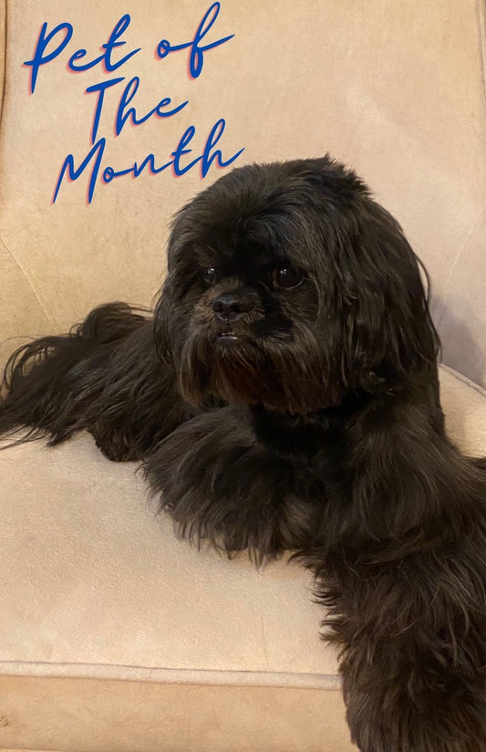 Petcetera NOLA First Pet of the Month