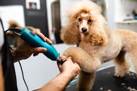Welcome Germaine our newist Dog Groomer & Color Specialist
