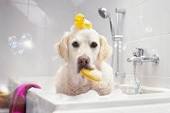 Tuesday Bath Day at Petcetera!
