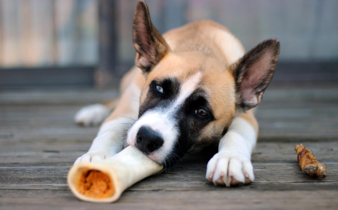 Large Filled Bone.