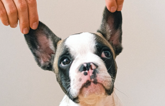 Walk in Service (Walk in Ear Cleaning).