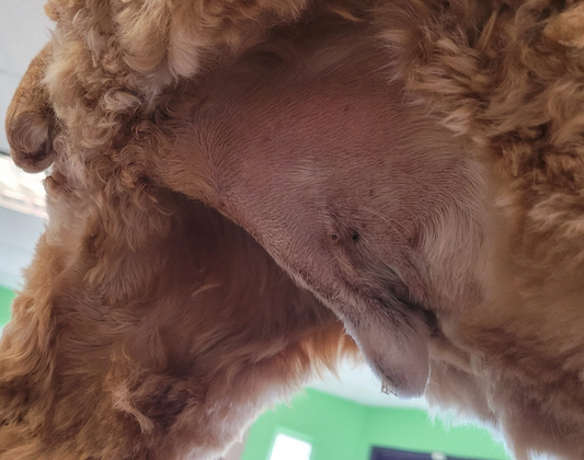 Walk in Service (Walk in Sanitary Trim).