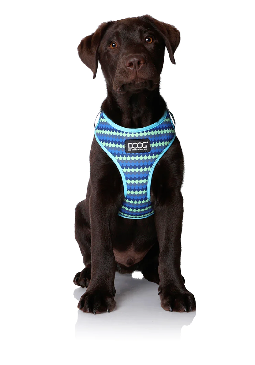 Pluto Dog Leads & Harness.