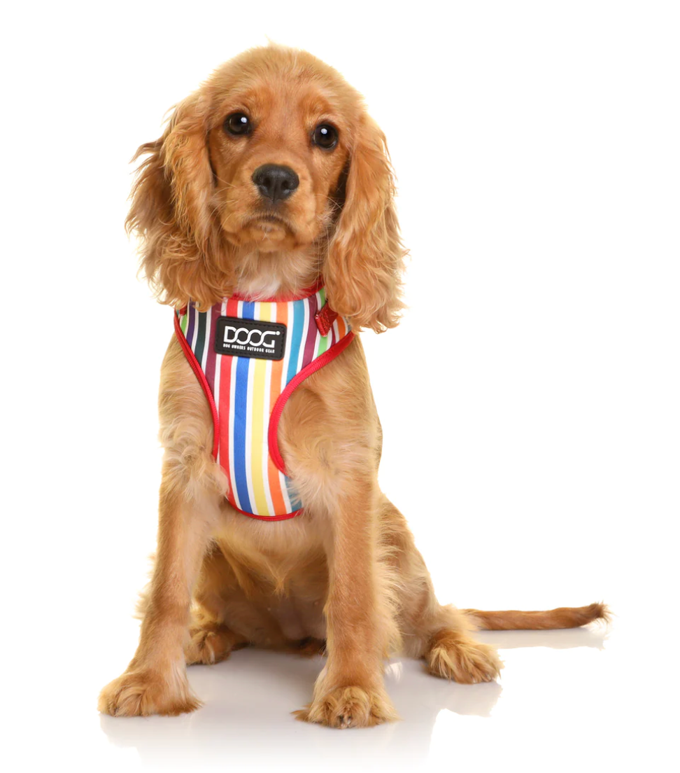 Scooby Dog Leads & Harness.