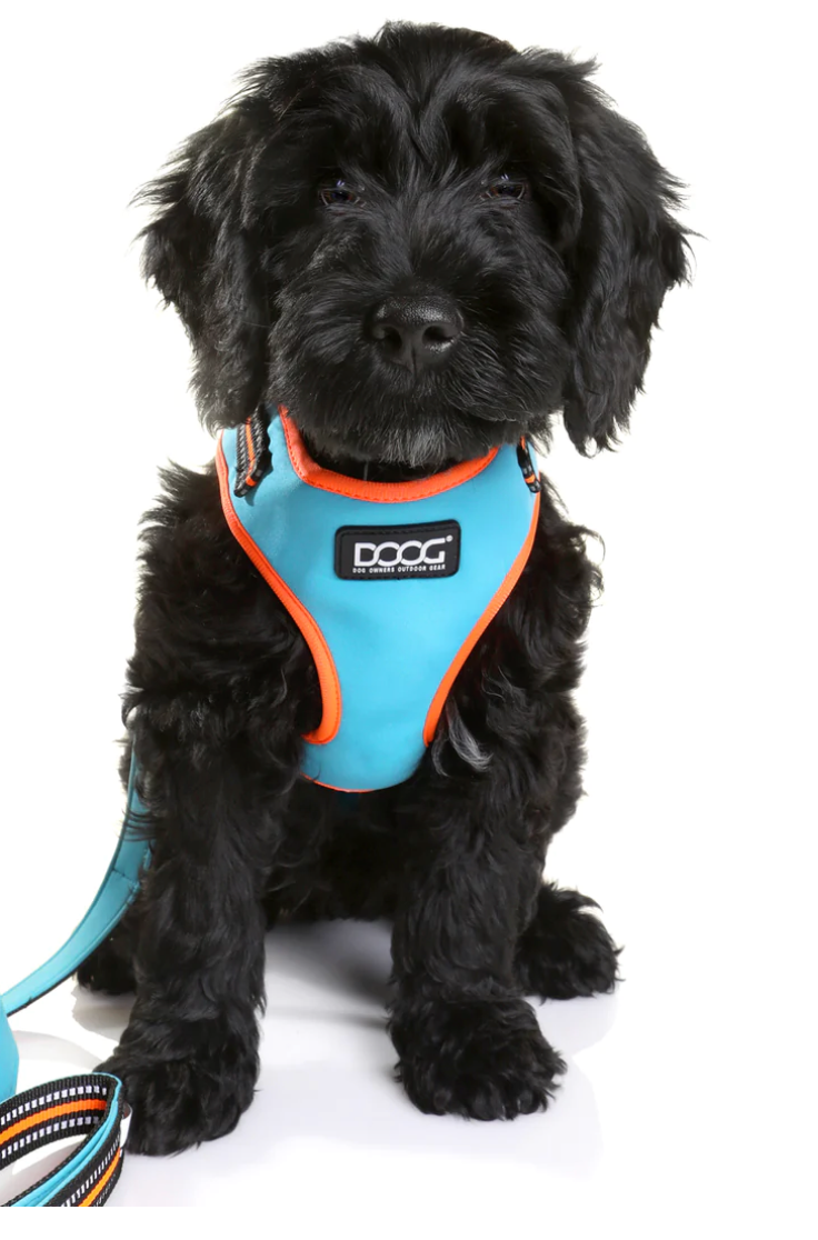 Beethoven (Neon) Dog Collars, Leads & Harness.