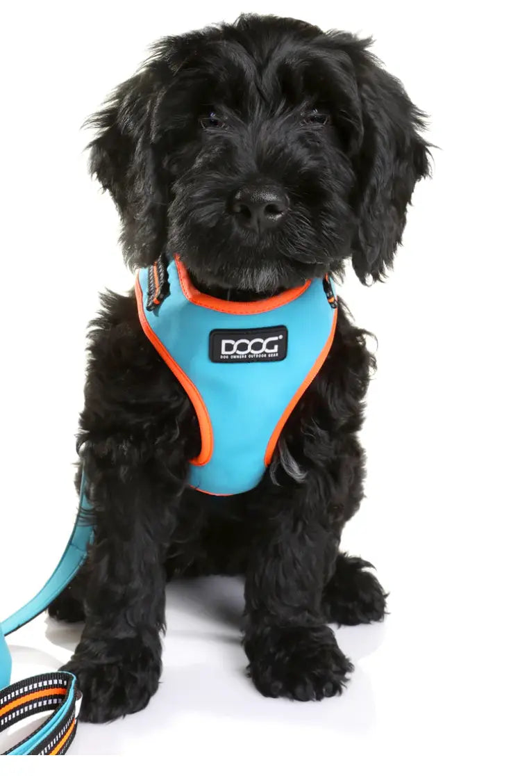 Beethoven (Neon) Dog Collars, Leads & Harness.