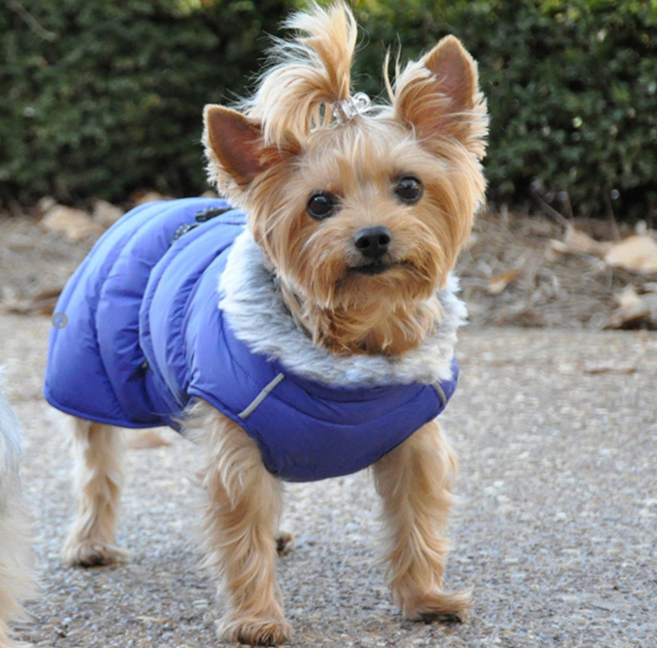 Alpine Extreme Weather Dog Puffer Coat -Navy Blue.