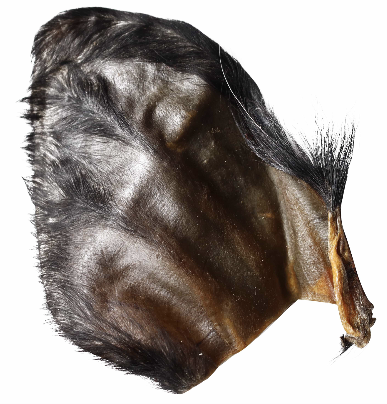 Water Buffalo Hearz, Ears with Hair!