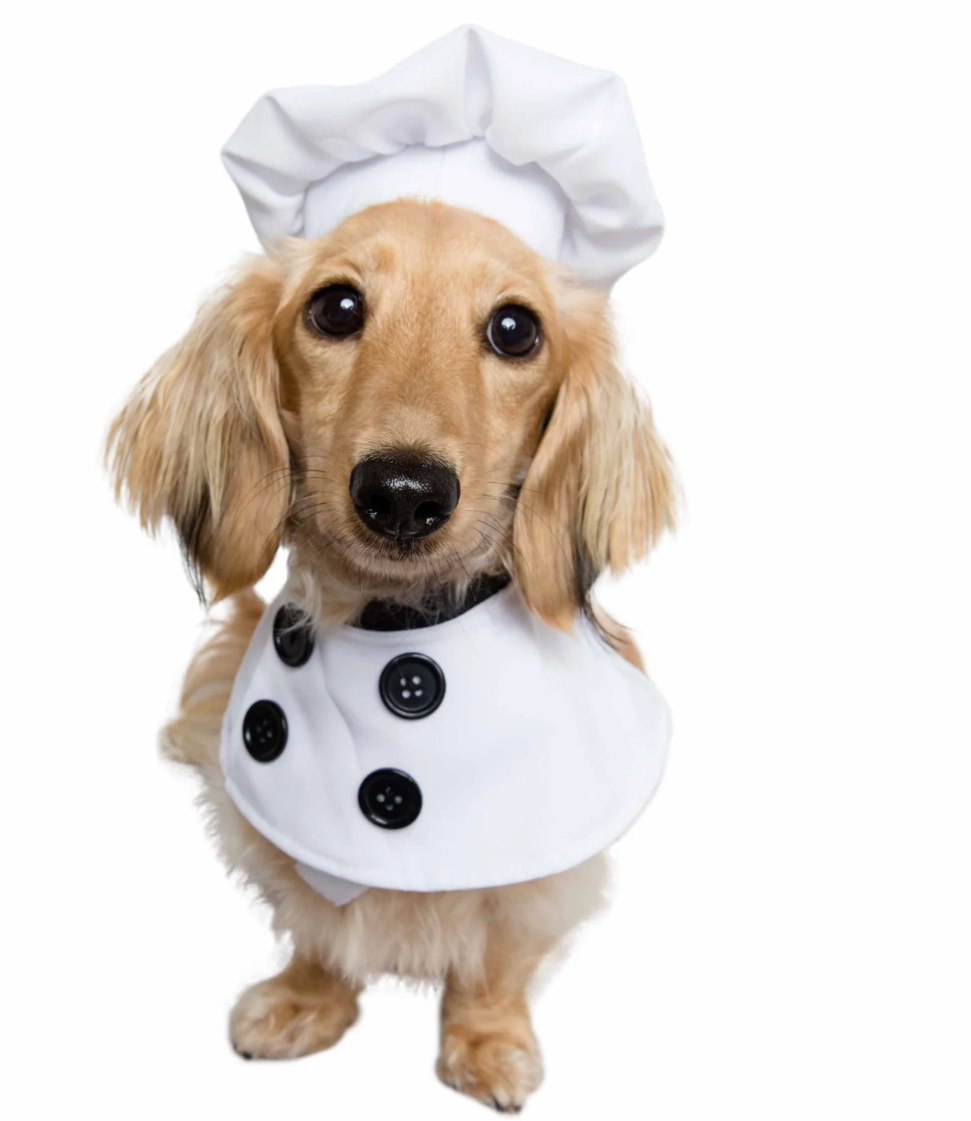 Top Chef Uniform Dog Costume