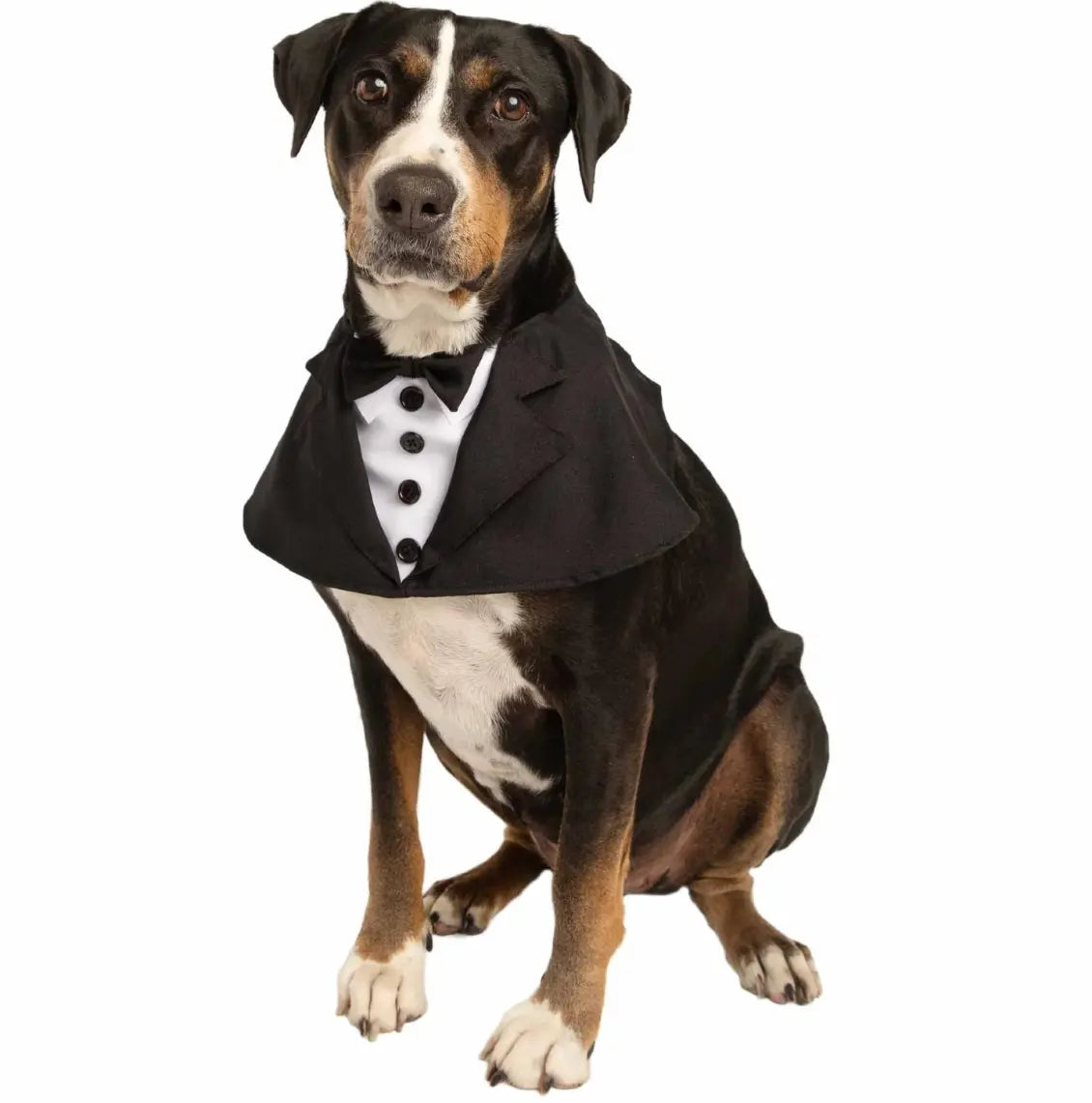 Doggie Tux for the Dapper Dog Pet Krewe