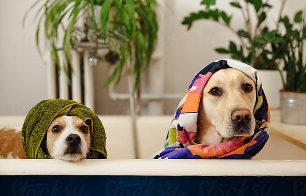 Service (Self Serve Bath).