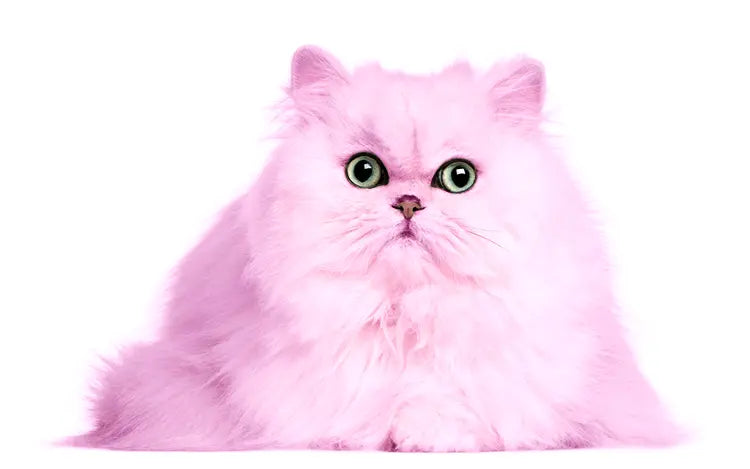 Service (Semi-Permanent Hair Dye for Cats).