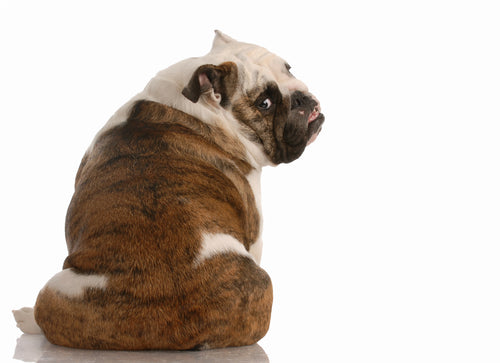 Service (Walk in Anal Sac Expression (7 days a week).