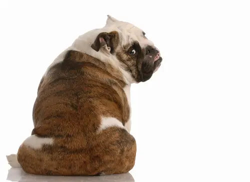 Service (Walk in Anal Sac Expression (7 days a week).