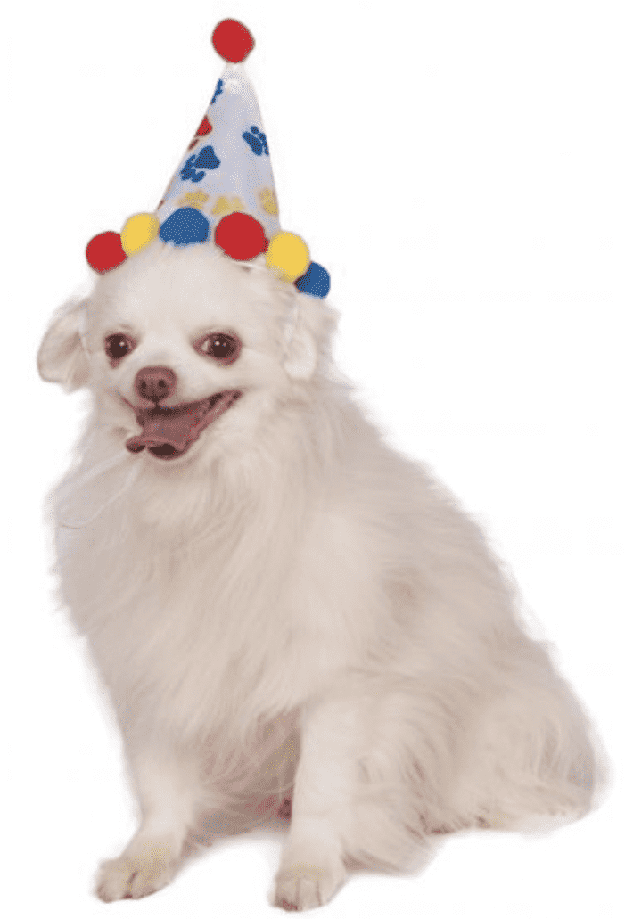 Paw Print Birthday Hat.