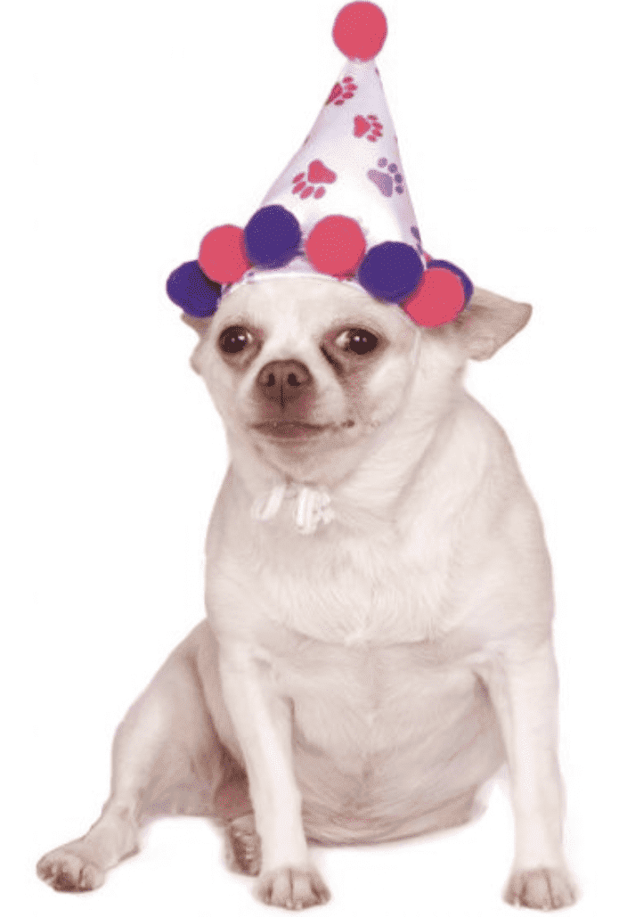 Pink & Purple Paw Print Birthday Hat.