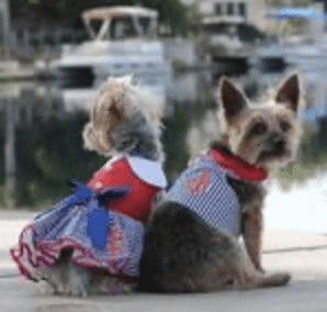 Sailor Boy Dog Harness w/ Lead.