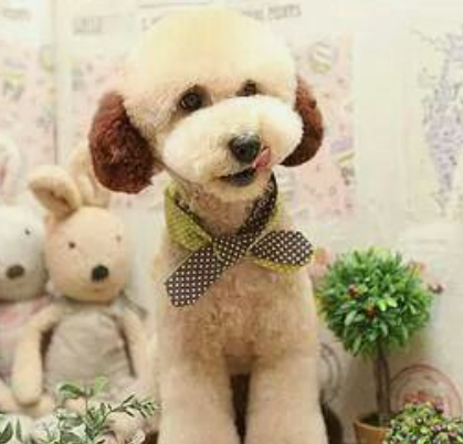 Asian fusion 2024 haircut for dogs