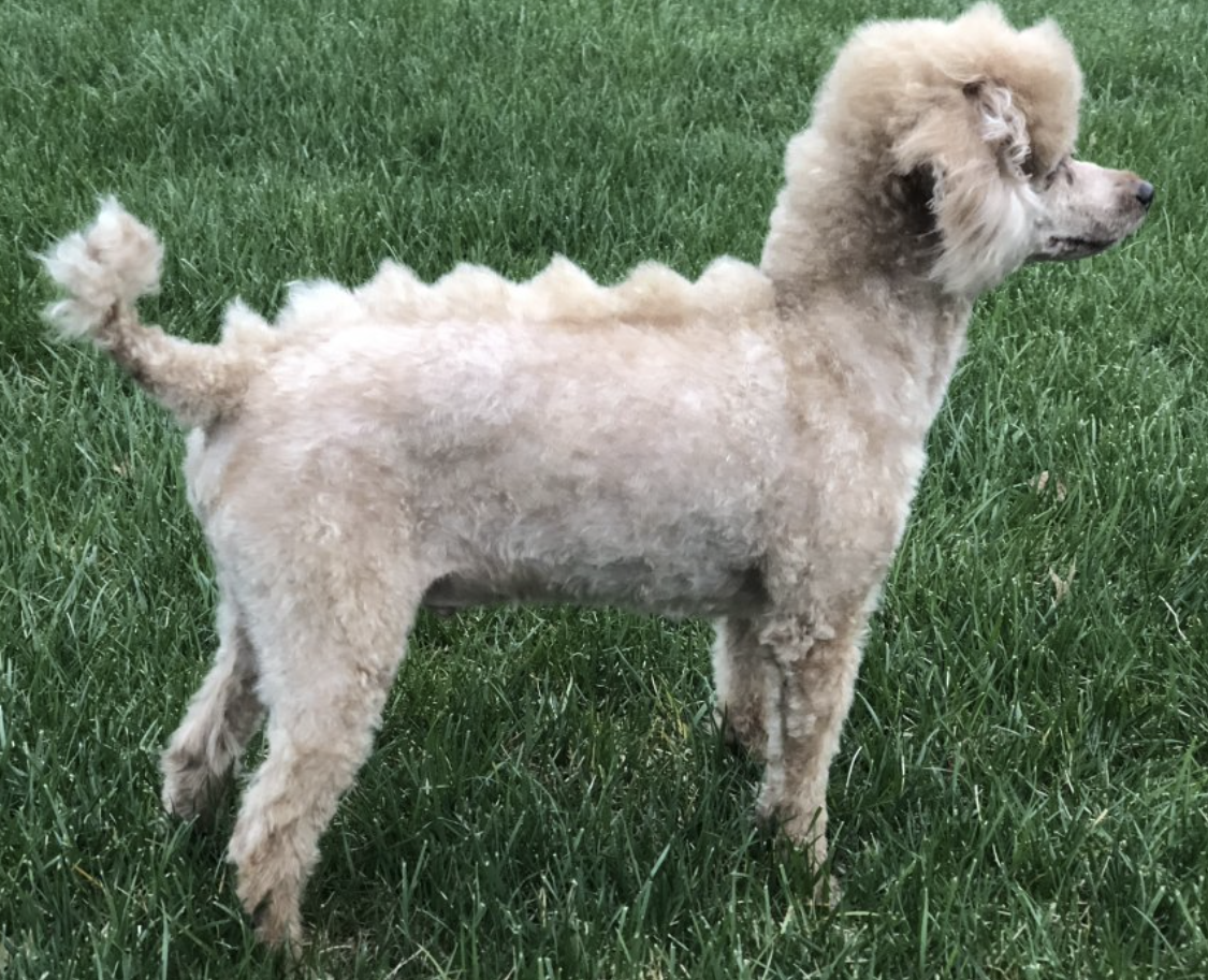 Service (Dino Cut, Cat Or Dog Wed-Sat only).