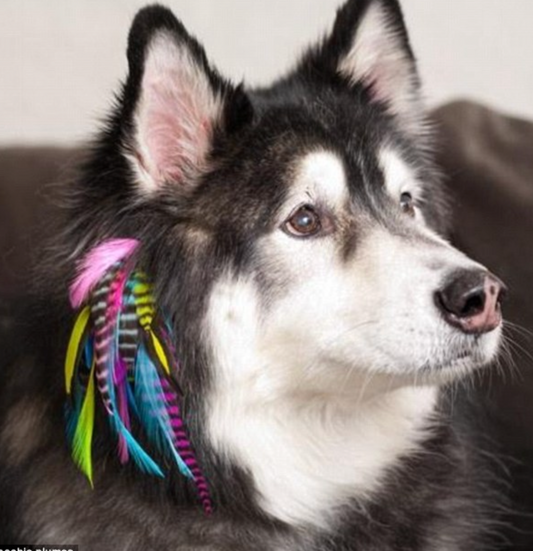 Service (Walk in Feather Fur Extension (wed-sat only).