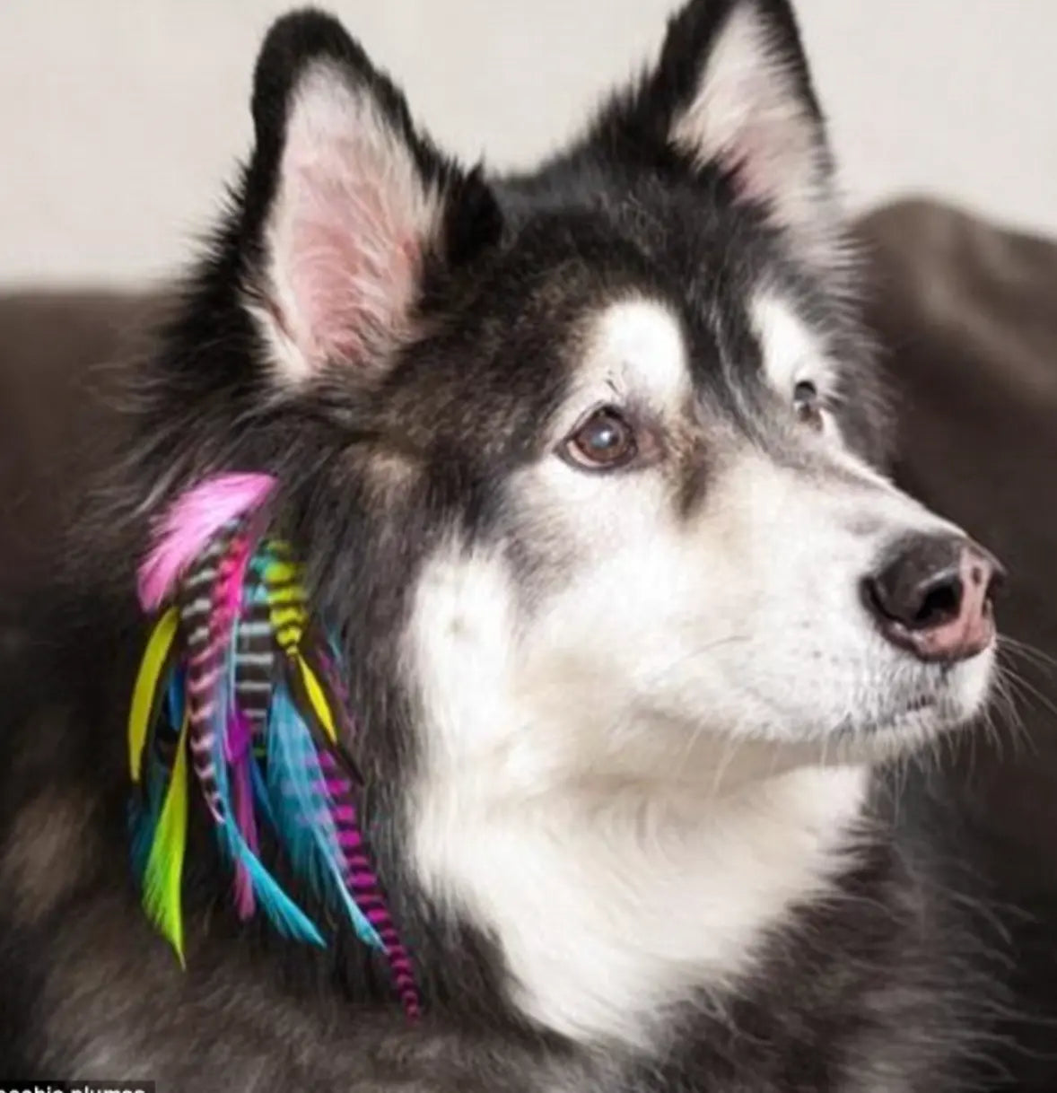 Service (Walk in Feather Fur Extension (wed-sat only).