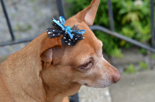 Service (Walk in Pick your Bow (7 days a week).