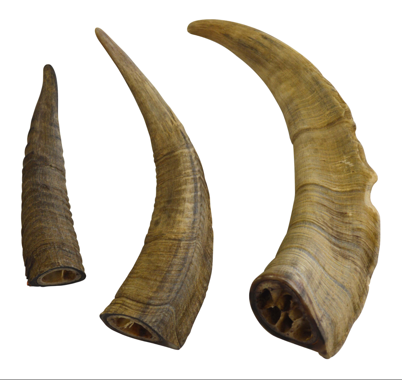 Gobi Goat Horn Dog Chew.