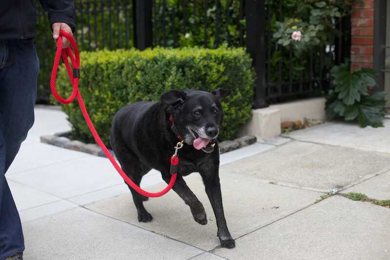 Black NOLA Dog Collar