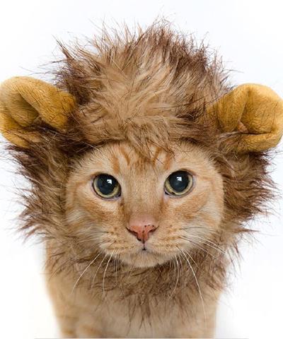Lion Mane Costume for Cats and Kittens.