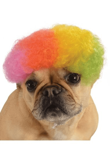 Pet Multicolor Afro Wig.