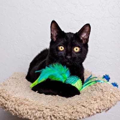 Mesh ball cat toy.