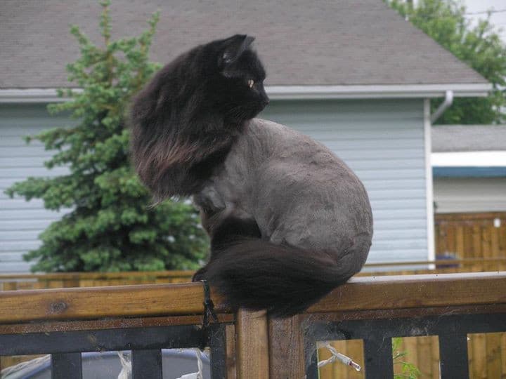 Service (Grooming for Cats).