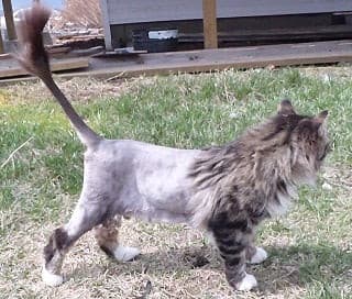 Service (Grooming for Cats).
