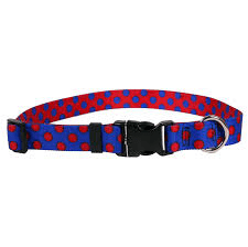 Polka Dot Collar and Lead.