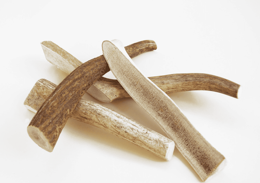 Antler Chew.