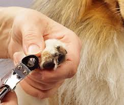 Service (Walk in Nail Trimming for (Cats-wed-sat only) or Dogs 7 day a week.
