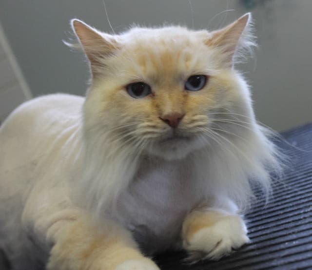Service (Grooming for Cats).