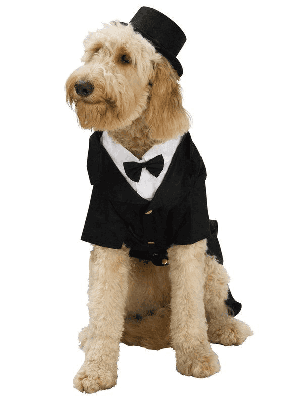 Dapper Dog Costume.