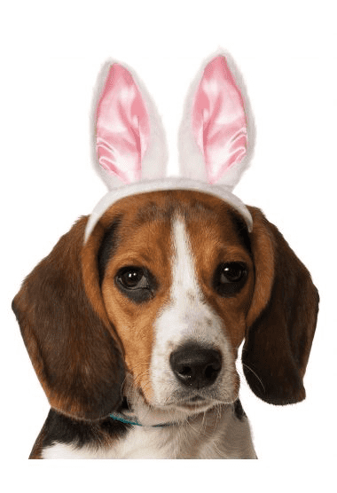 Rabbit Ears Headband.