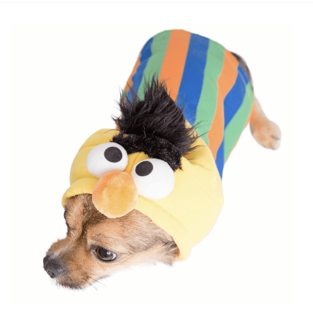 Bert Pet Costume.