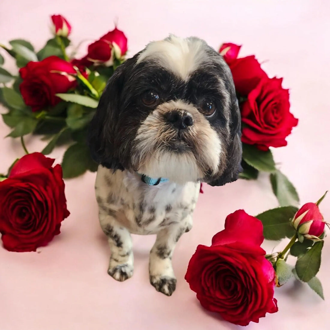 Petcetera Nola's  groomers are proud to support Take Paws Rescue with Free Groom! Petcetera NOLA