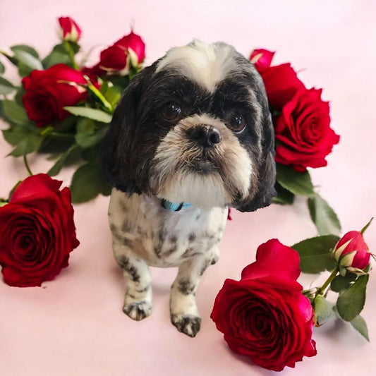 Petcetera Nola's  groomers are proud to support Take Paws Rescue with Free Groom! Petcetera NOLA