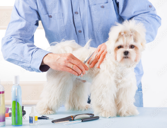 Exquisite Care for Your Furry Companion: Try our New Service - Hand Stripping for Dogs