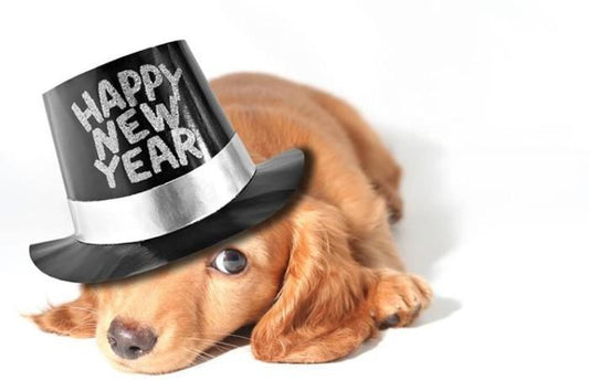The New Year and Your Pets