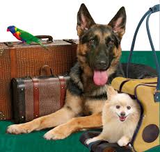 Step by step instructions to Travel With Your Pet During The Holidays