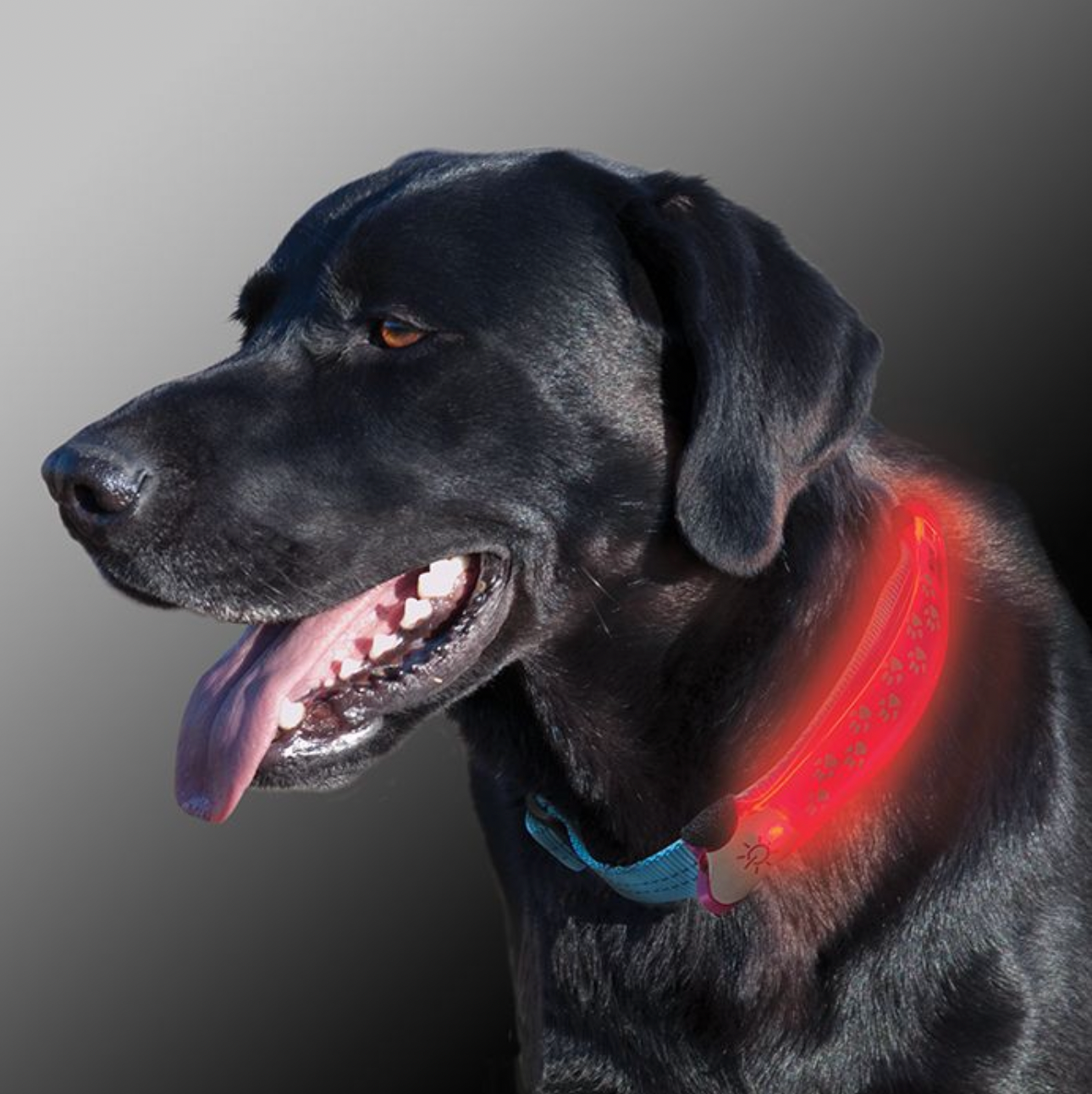 Nite Dawg LED Dog Collar Covers by Nite Ize.