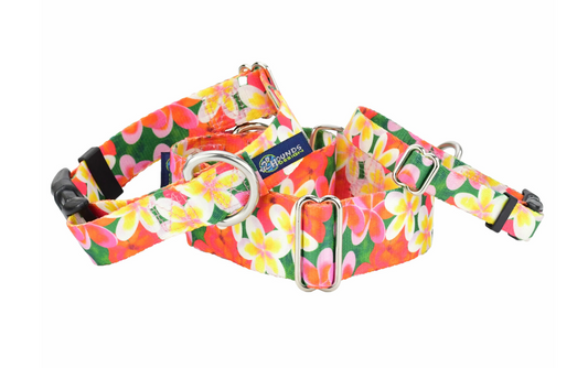 Aloha Dog Collars & Leash (1" wide).