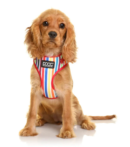 Scooby Dog Leads & Harness.