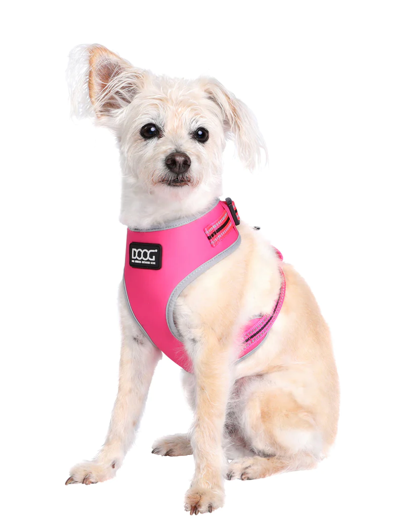 Lady Neon Dog Collars Leads