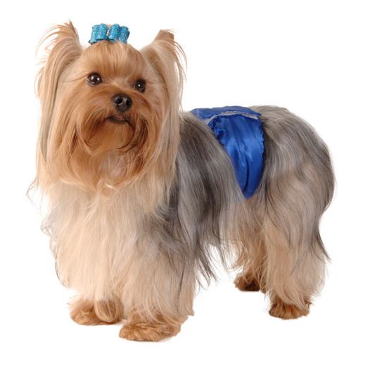 Royal Blue Pet Belly Band.